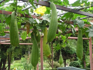 Castravete Luffa cylindrica