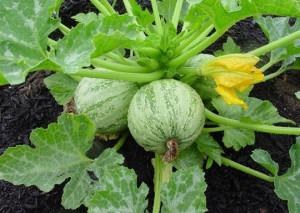 Dovlecel zucchini Ronde de nice