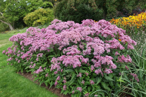 Eupatorium Maculatum Atropurpureum