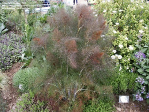 Fenicul Purpureum-Bronze fennel