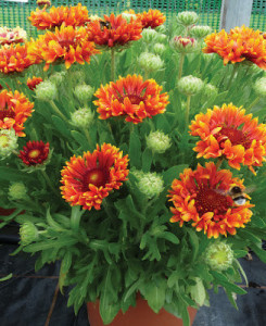 Gaillardia Fanfare Blaze