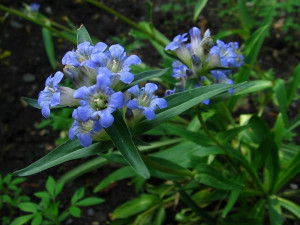Gentiana Dahurica