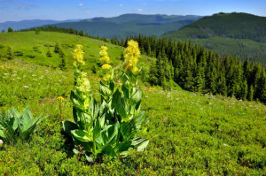 Ghintura-Gentiana lutea