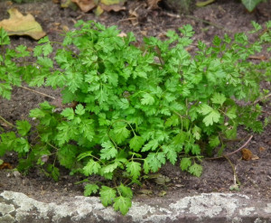 Hasmațuchi-Anthriscus cerefolium 
