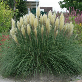 Iarba de pampas alb