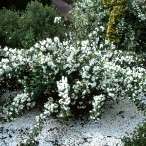 Iasomie batuta-Philadelphus Snowbelle