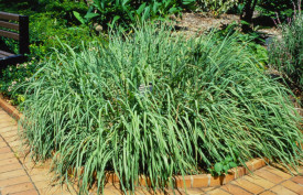 Lemongrass-Iarba lamaioasa