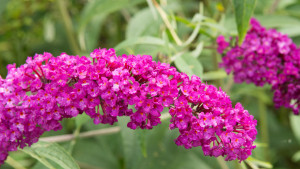 Liliac de vara-Buddleja Davidii Royal Red 