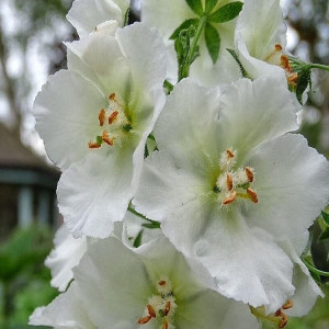 Lumanarica-Verbascum Phoeniceum Flush of White