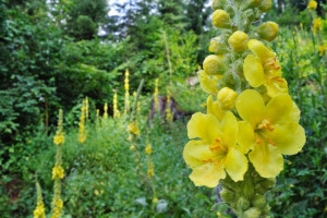 Lumanarica-Verbascum thapsus