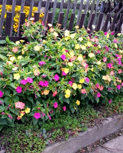 Mirabilis Jalapa mix