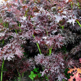 Mustar oriental Ruby Streaks