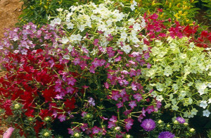 Nicotiana-Regina noptii mix