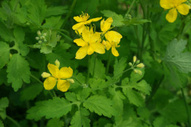 Rostopasca-Chelidonium Majus