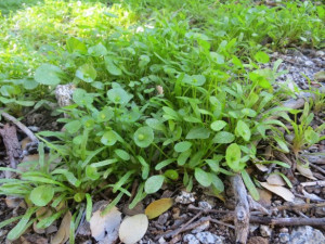 Salata minerului-Claytonia Perfoliata