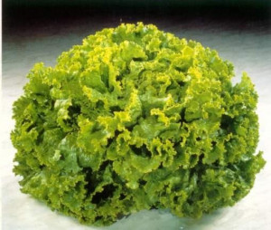 Salata verde creata Lolo Bionda