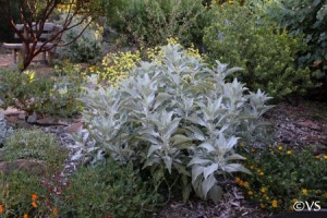 Salvia Apiana-Salvia Alba