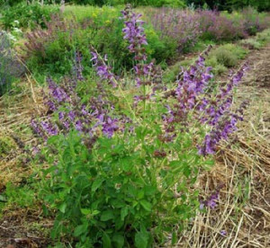 Salvia Miltiorrhiza-Red Sage