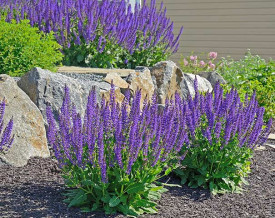 Salvia Nemorosa