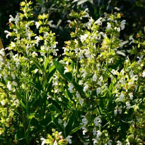 Salvia Off.Albiflora
