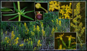 Sanziene galbene-Galium verum 