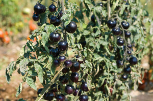 Tomate cherry Indigo Rose