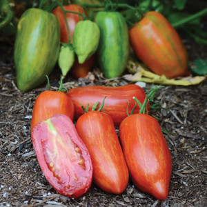 Tomate Speckled Roman