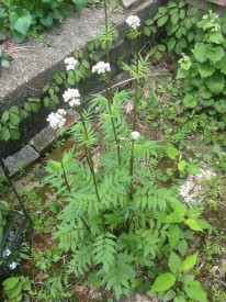 Valeriana-Valeriana officinalis
