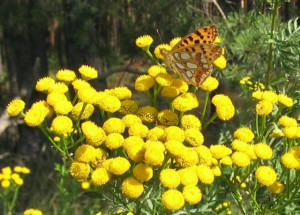 Vetrice-Tanacetum vulgare