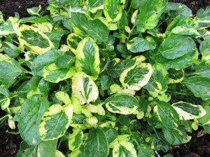 Winter Cress-Barbarea Vulgaris Variegata