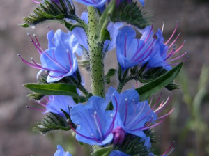 Iarba Sarpelui-Echium vulgare