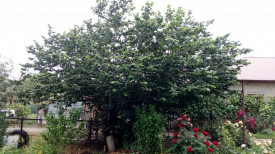 Alun-Corylus avellana