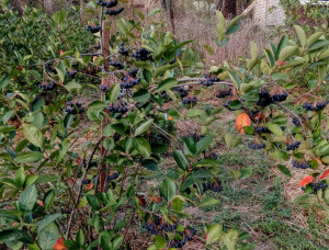 Aronia melanocarpa nero