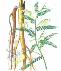 Astragalus Membranaceus