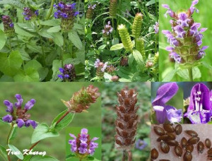 Busuioc de camp-Prunella Vulgaris
