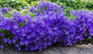 Campanula Carpatica blue