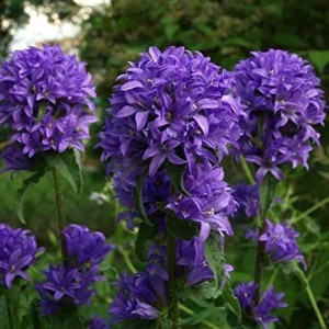 Campanula Glomerata Superba