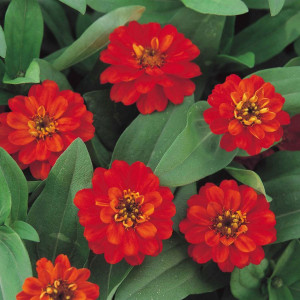 Carciumareasa Profusion double Red