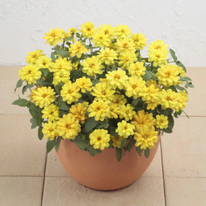 Carciumareasa Profusion double Yellow