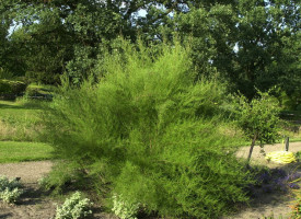 Catina Rosie-Tamarix Tetrandra 