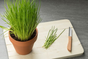 Ceapa de tuns-Chives