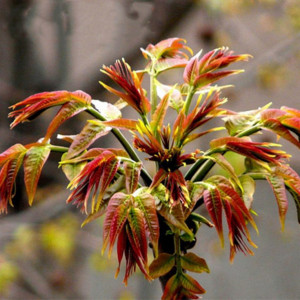 Cedru Chinezesc-Toona Sinensis