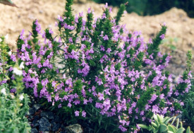 Cimbru de iarna-Satureja Montana ssp illyrica