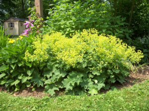 Creţişoara-Alchemilla Vulgaris