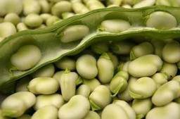 Fasole Bob-Vicia faba L.