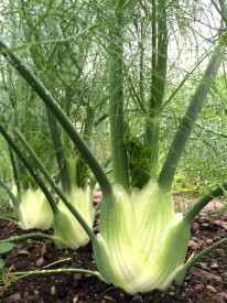 Fenicul-Foeniculum Vulgare