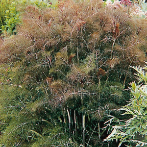 Fenicul Purpureum-Bronze fennel