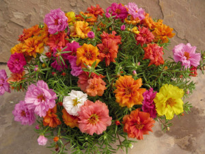Flori de piatra-Portulaca Grandiflora  mix