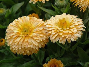 Galbenele-Calendula Off.Apricot Beauty