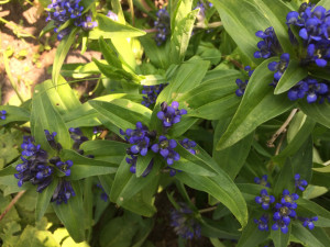 Gentiana Dahurica